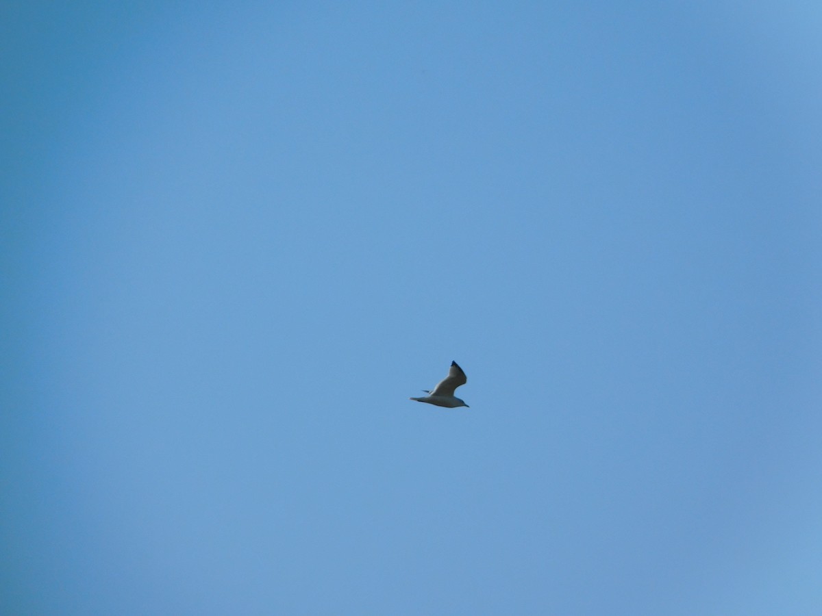 ringnebbmåke - ML644680403