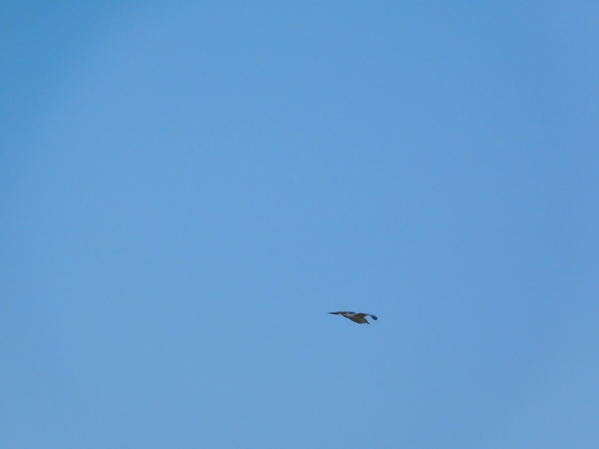 ringnebbmåke - ML644680405