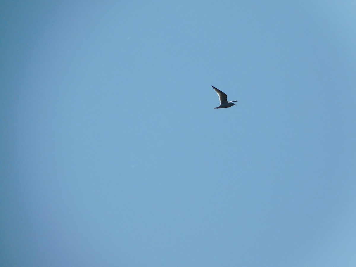 ringnebbmåke - ML644680406