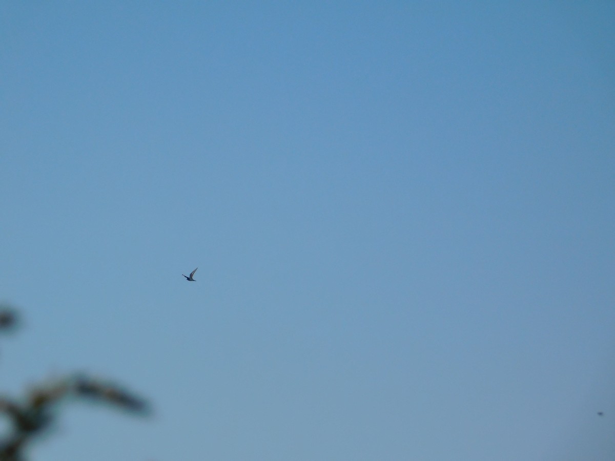 ringnebbmåke - ML644680407