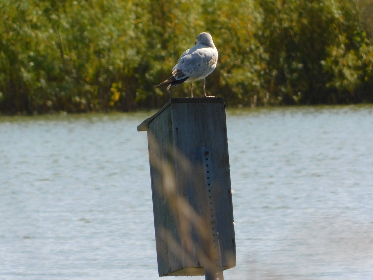 ringnebbmåke - ML644680408