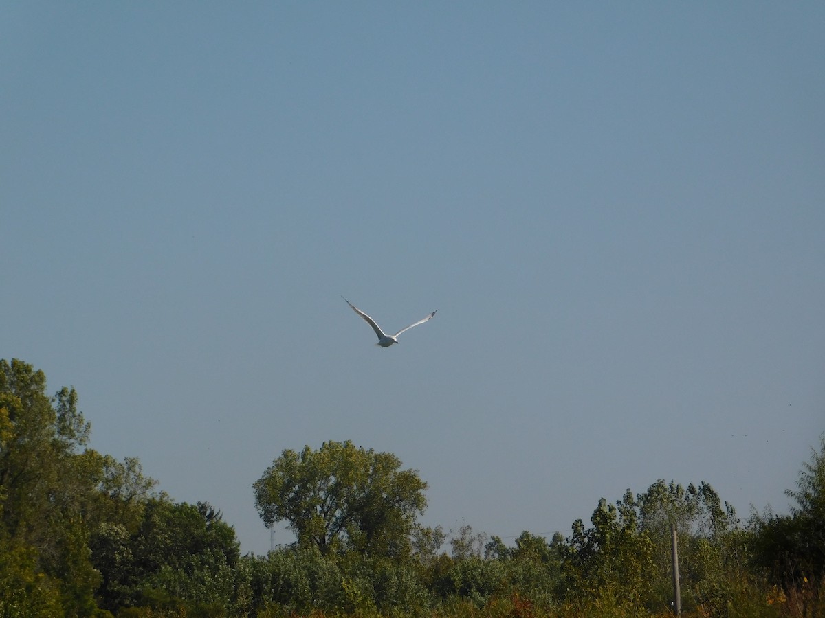 ringnebbmåke - ML644680409