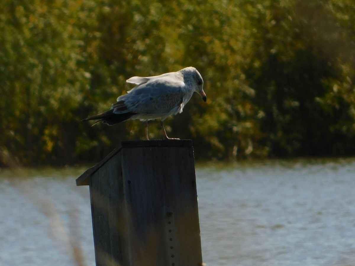 ringnebbmåke - ML644680411