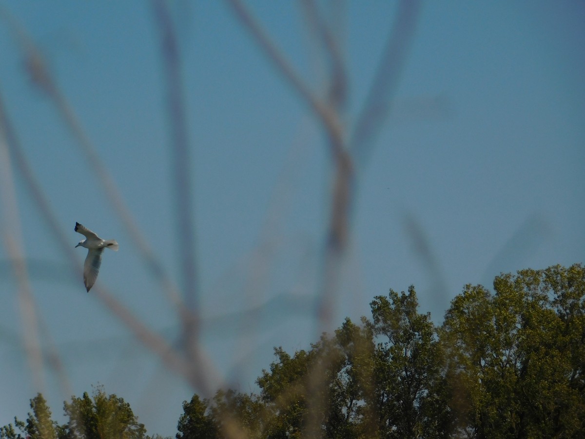 ringnebbmåke - ML644680412