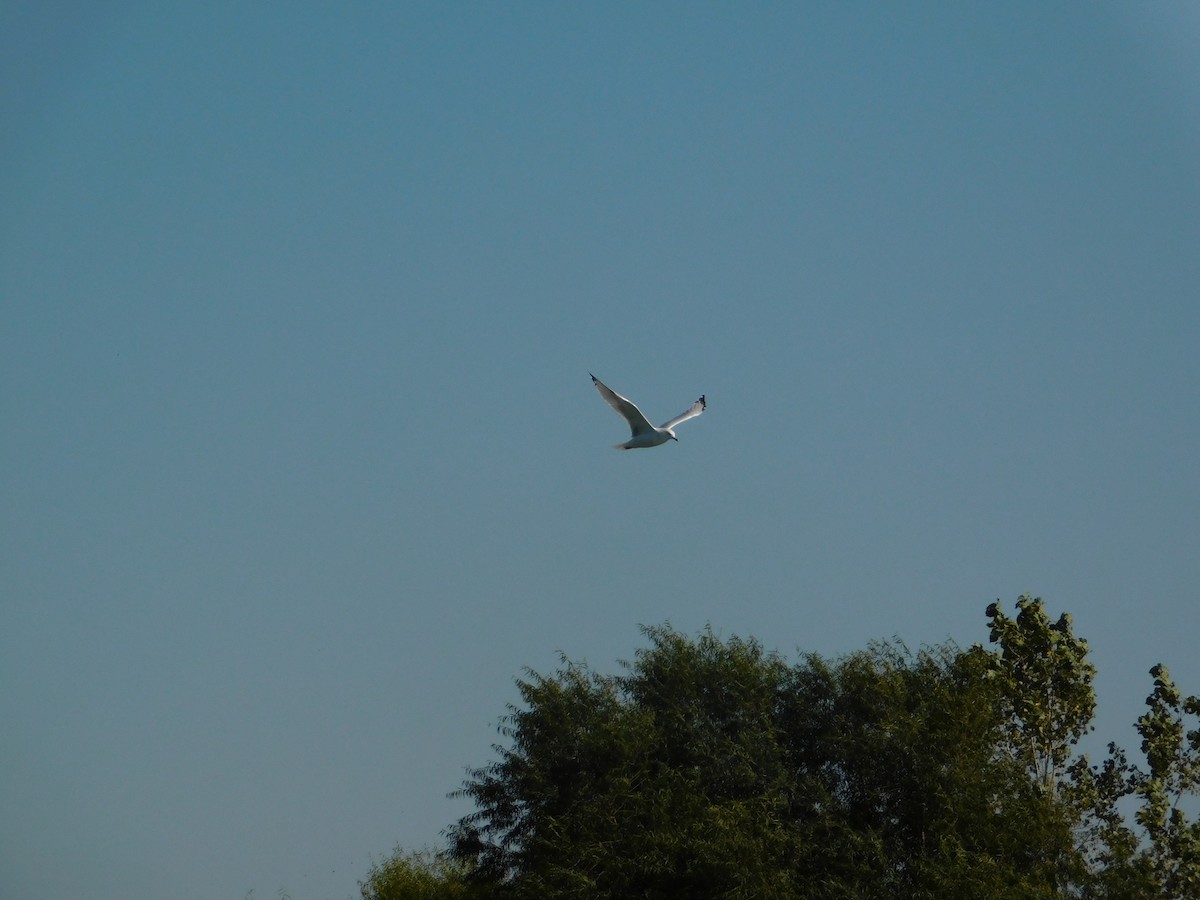 ringnebbmåke - ML644680413