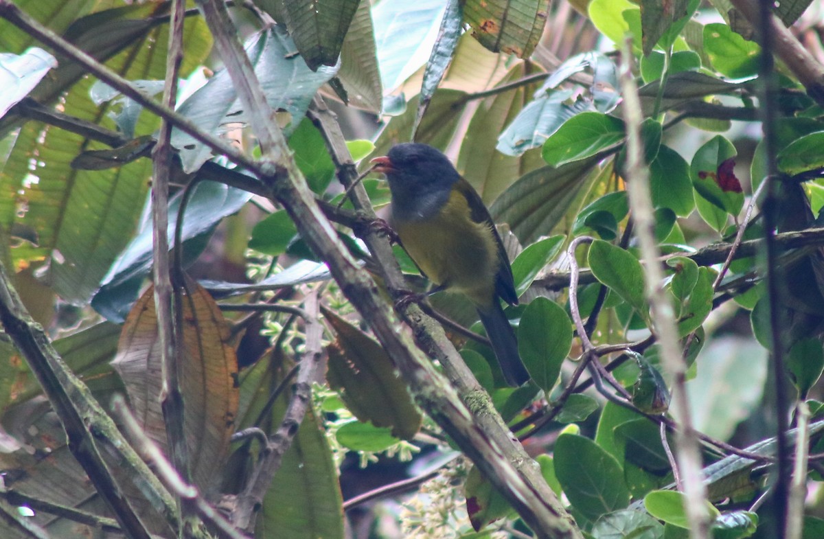 Pink-billed Cnemoscopus - ML644680414