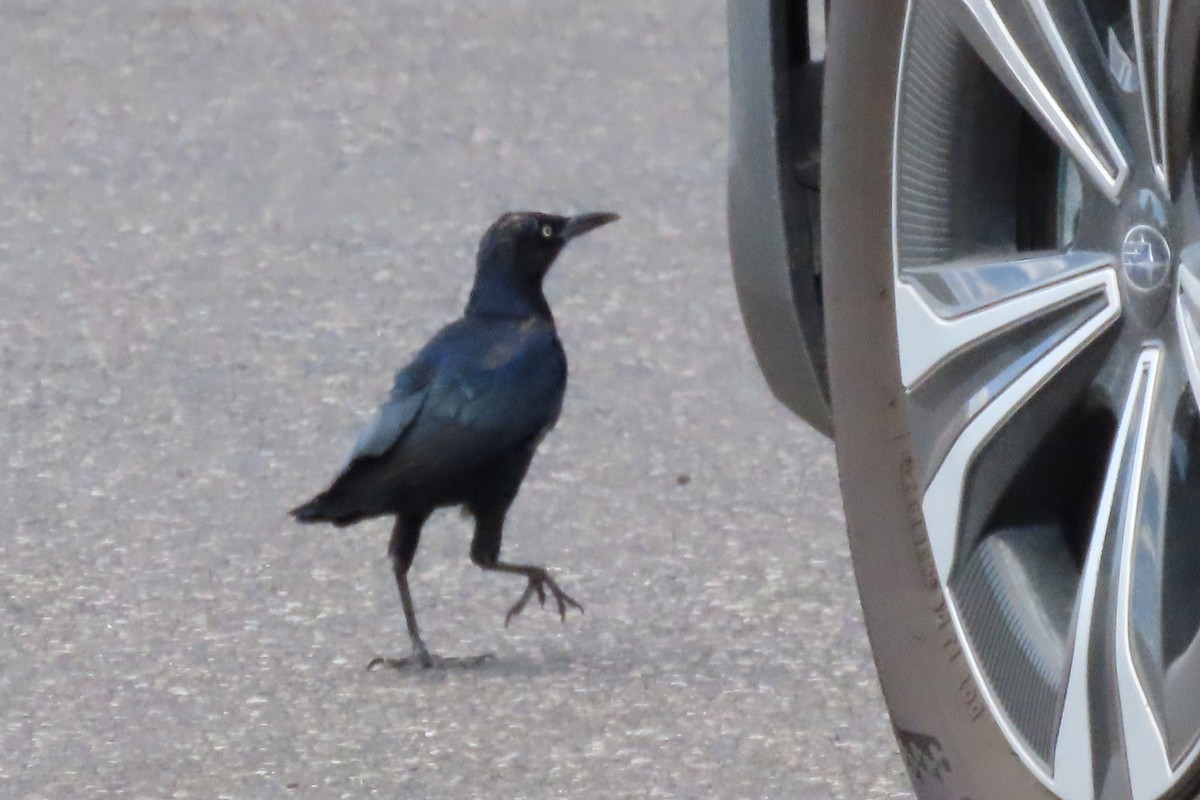 storstjerttrupial - ML644680416