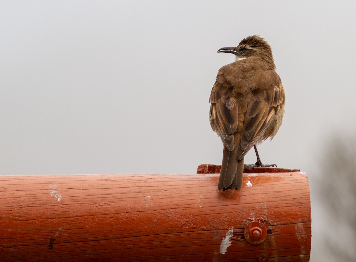 grovnebbergkall - ML644680417