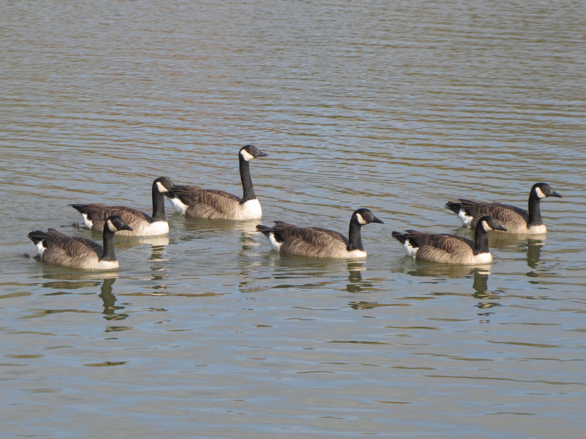 kanadagås - ML644680418