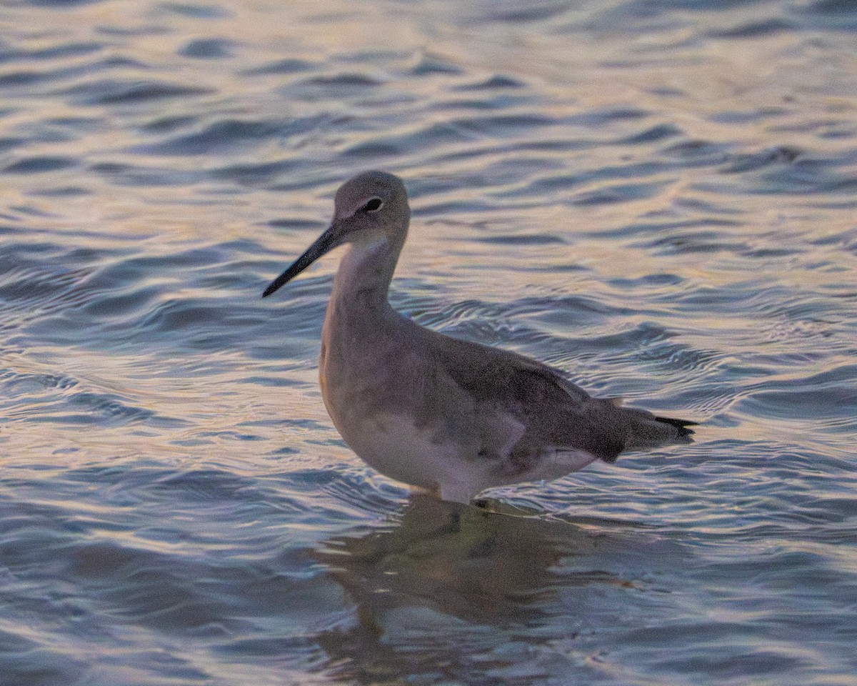 willetsnipe - ML644680419