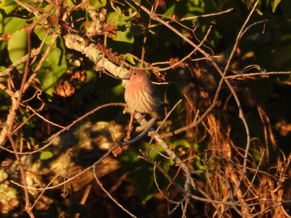 husrosenfink - ML644680420