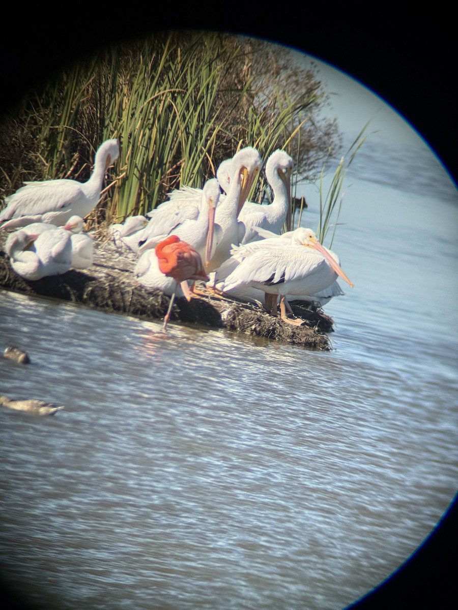 American Flamingo - ML644680424