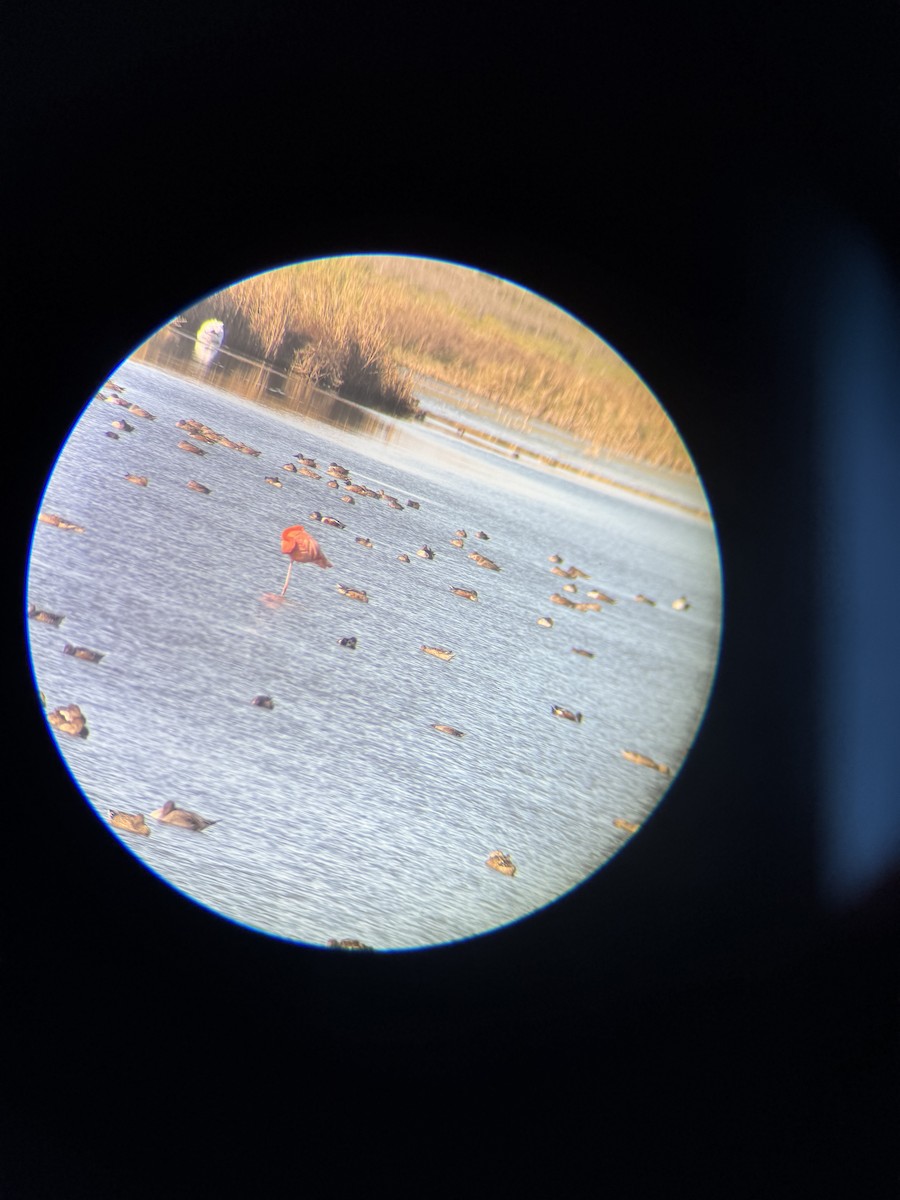 American Flamingo - ML644680425