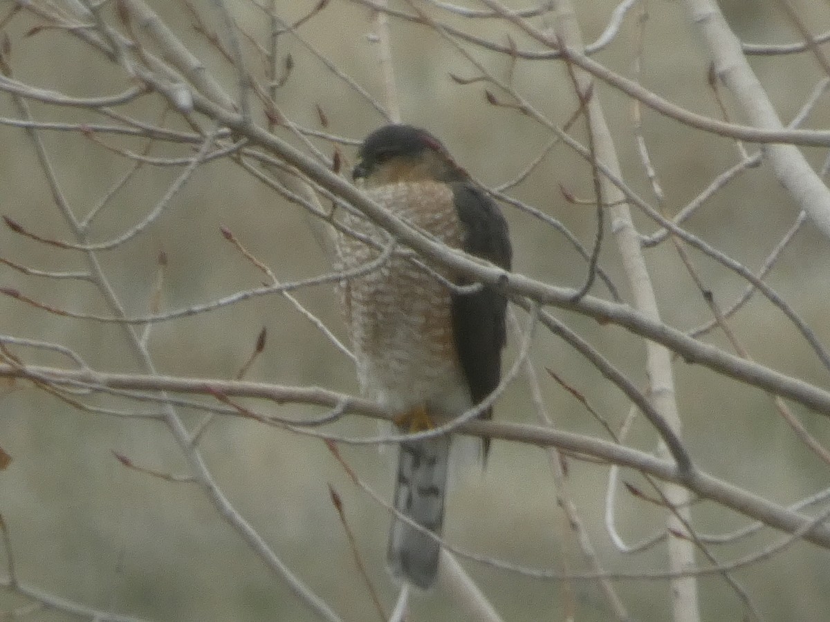 parulahauk - ML644680426