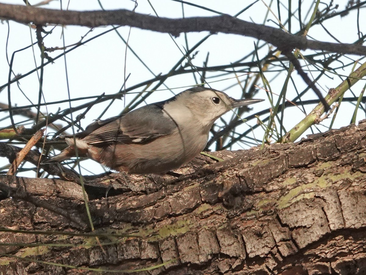 hvitbrystspettmeis - ML644680427