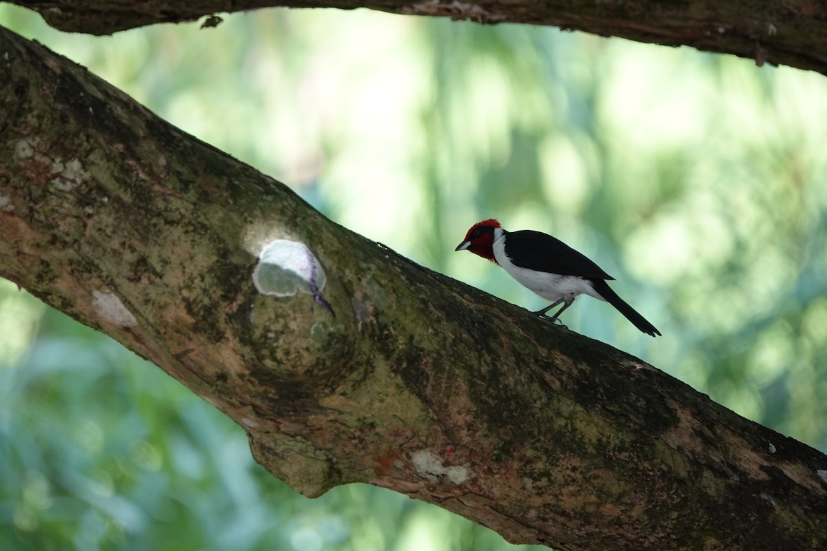 maskekardinal - ML644680428