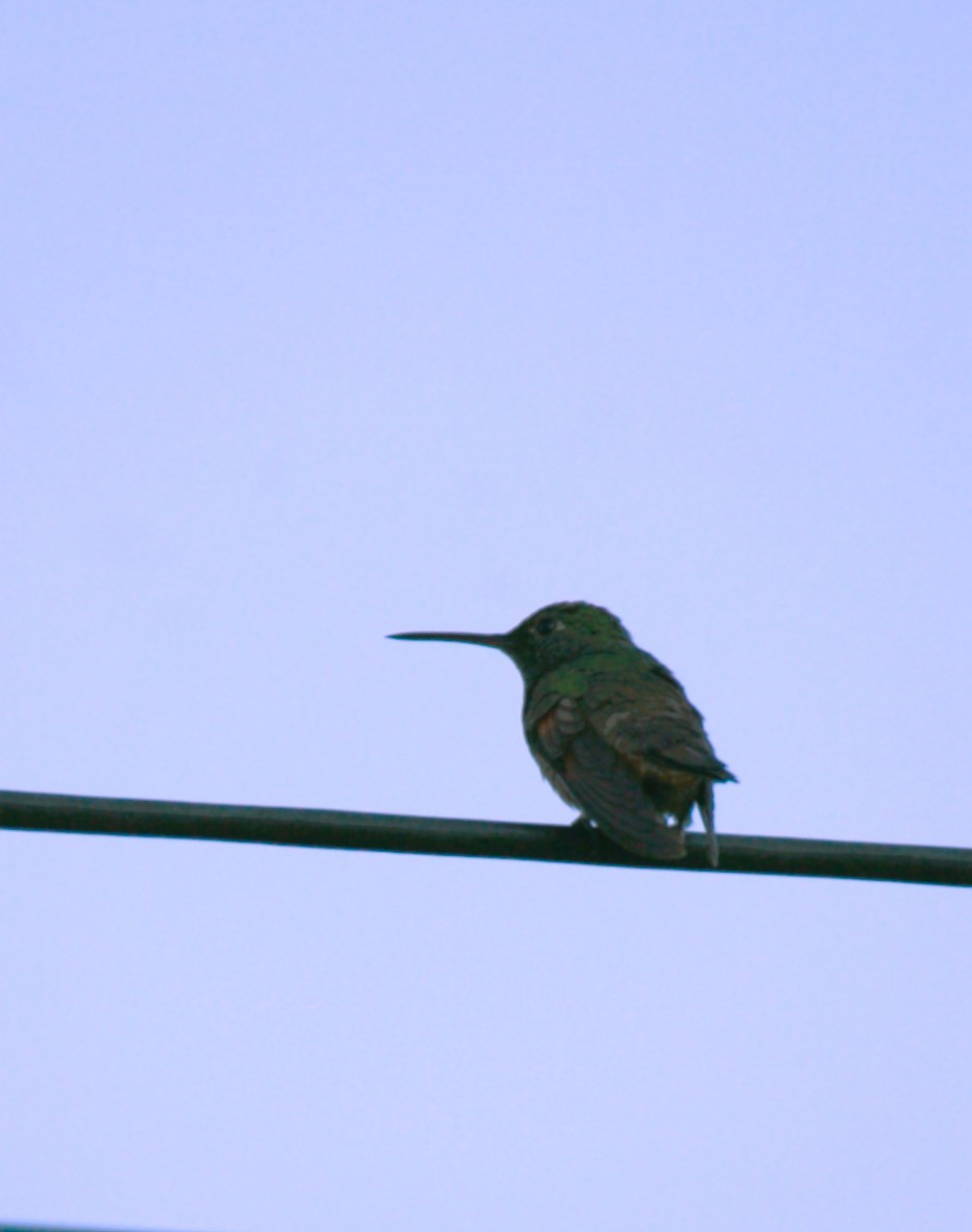 beryllkolibri - ML644680431