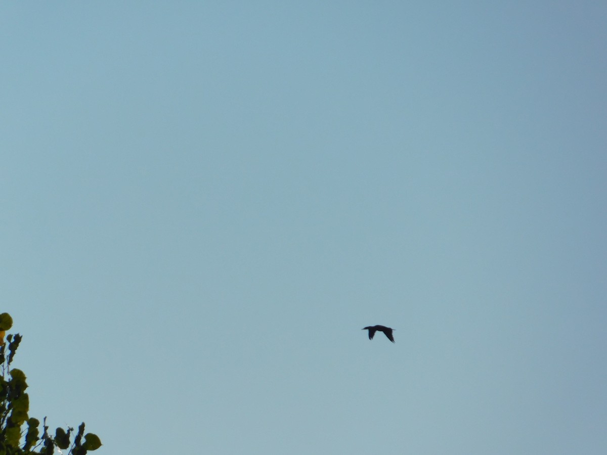 Cormoran à aigrettes - ML644680432