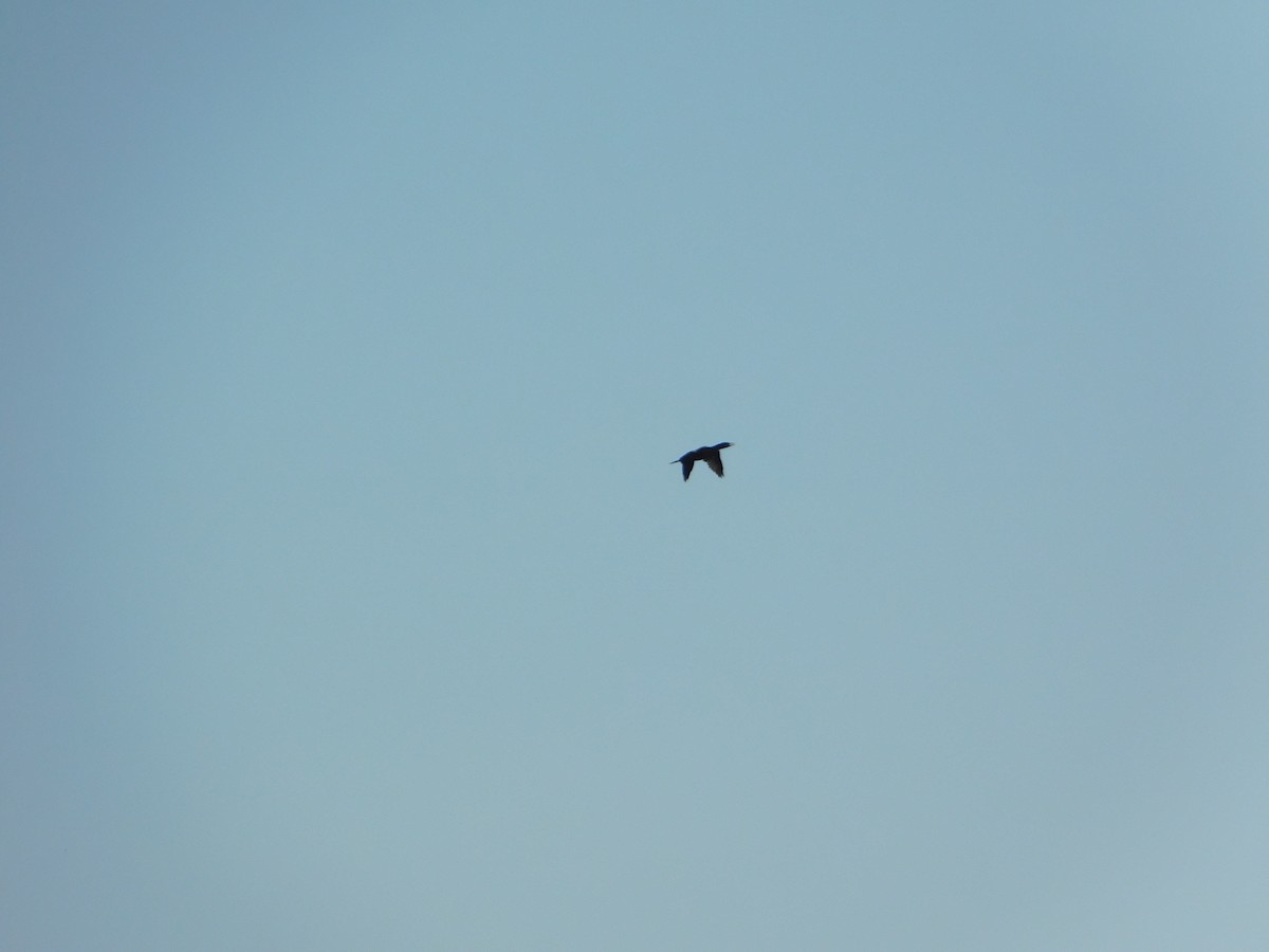 Cormoran à aigrettes - ML644680433