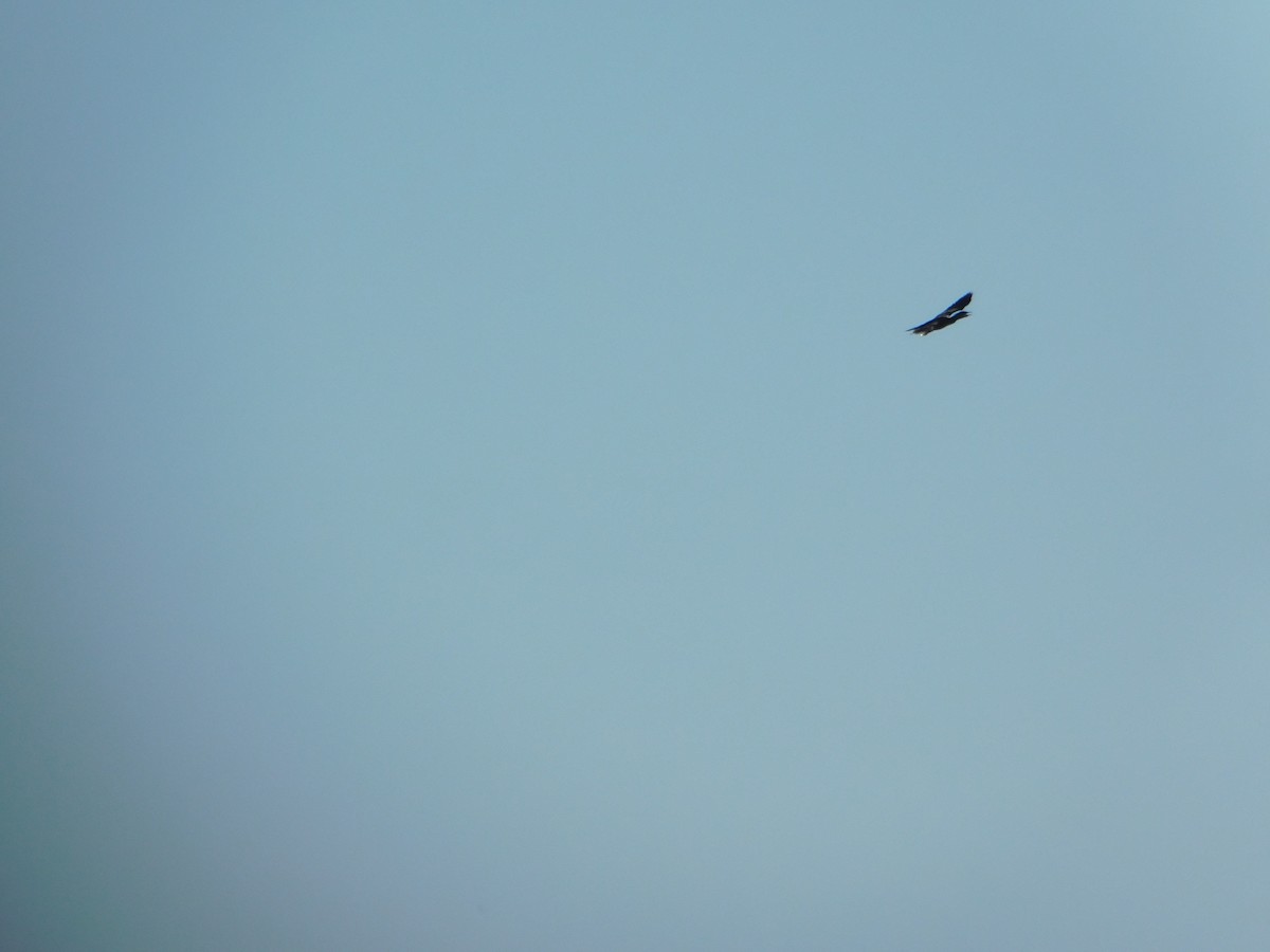 Cormoran à aigrettes - ML644680434