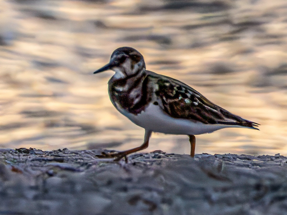 steinvender - ML644680436