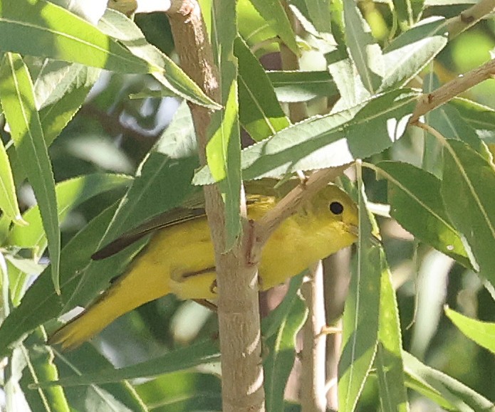 Sarı Ötleğen - ML644680437