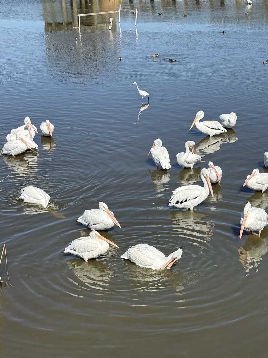 American White Pelican - ML644680438