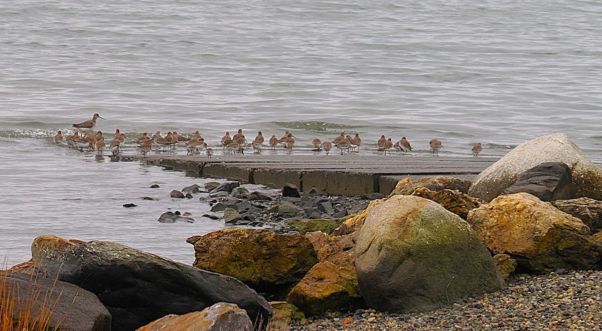 sandsnipe - ML644680440