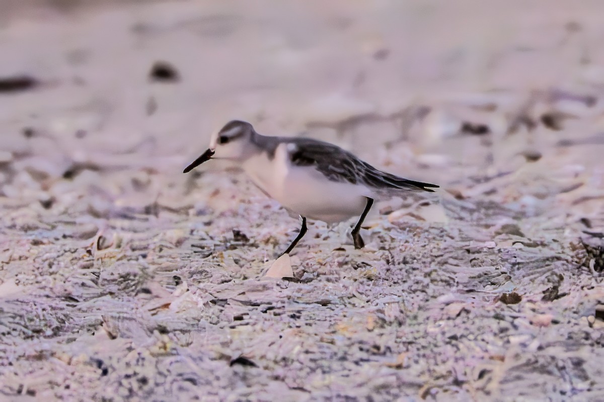 Sanderling - ML644680441