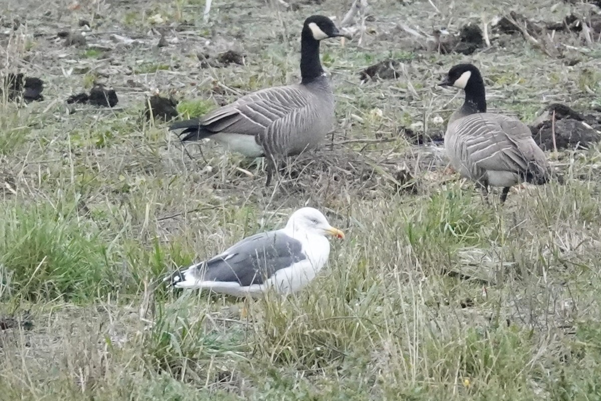 Gaviota Sombría - ML644680442