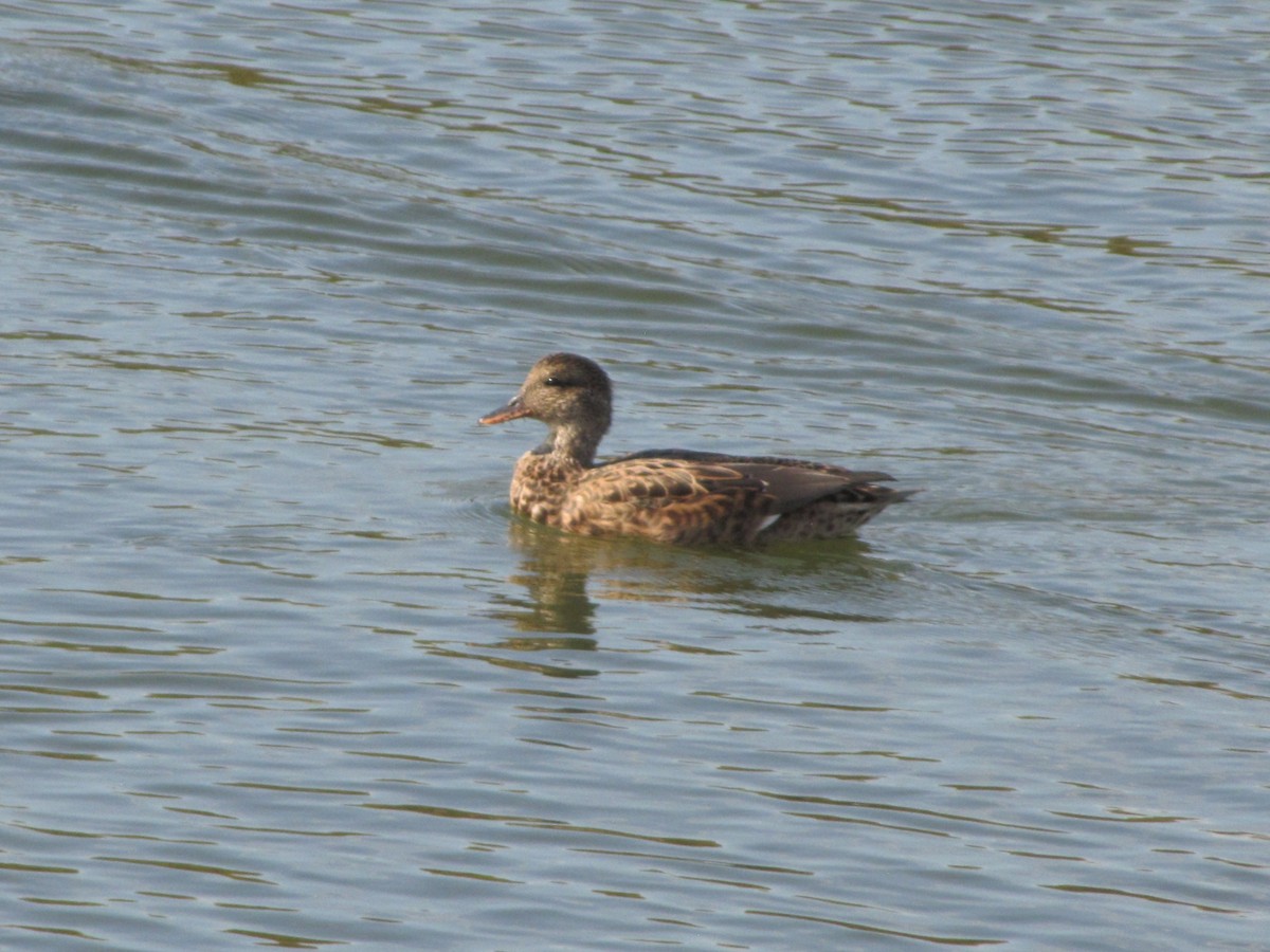 Boz Ördek - ML644680443