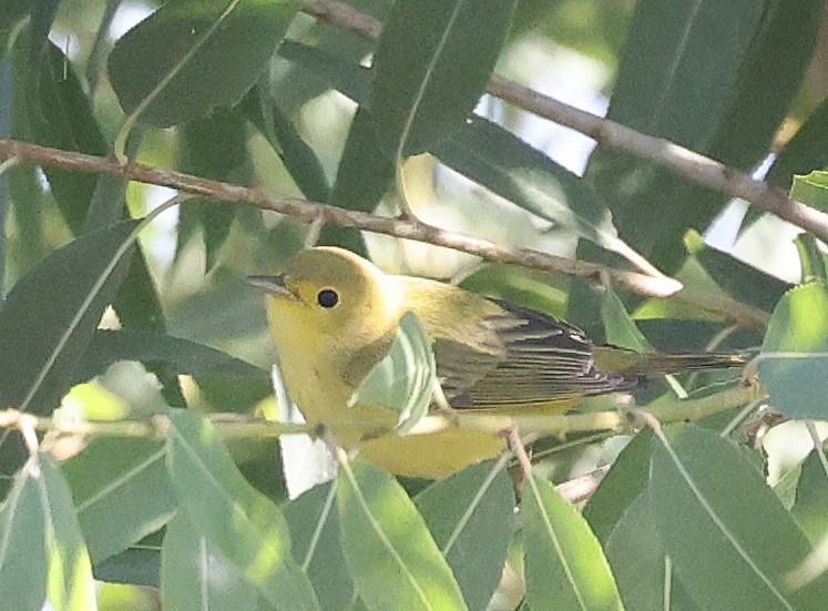 Sarı Ötleğen - ML644680448