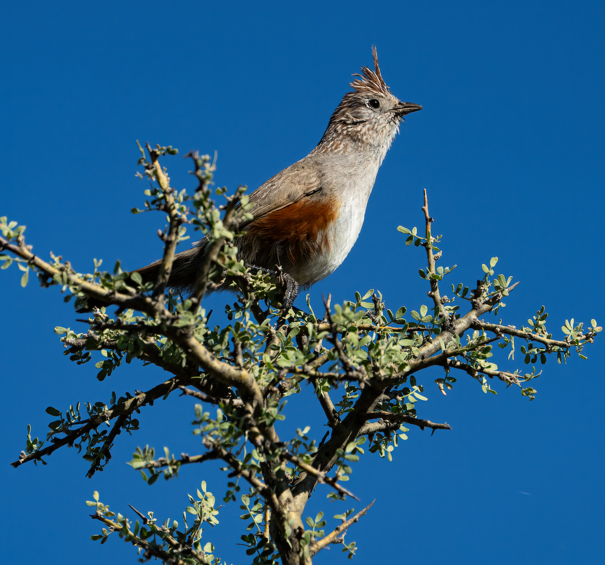 topptapakulo - ML644680453