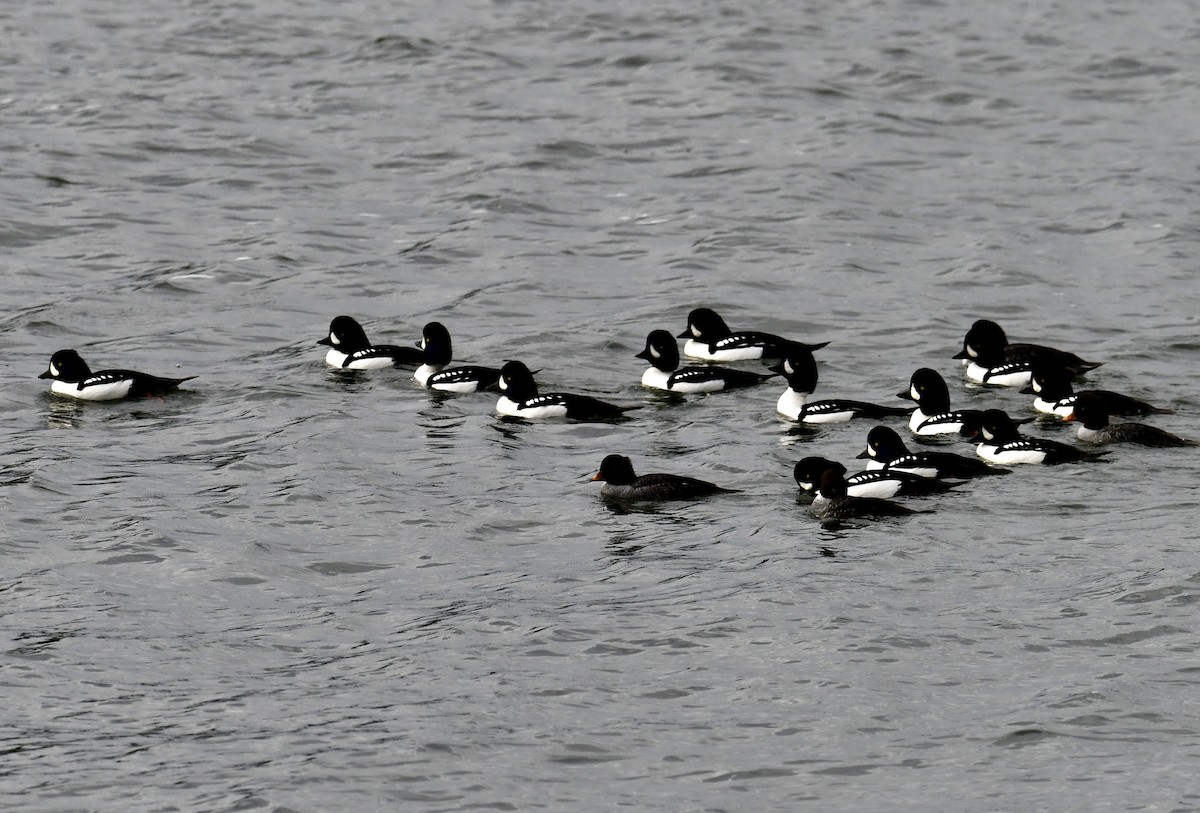 Murgilari islandiarra - ML644680455