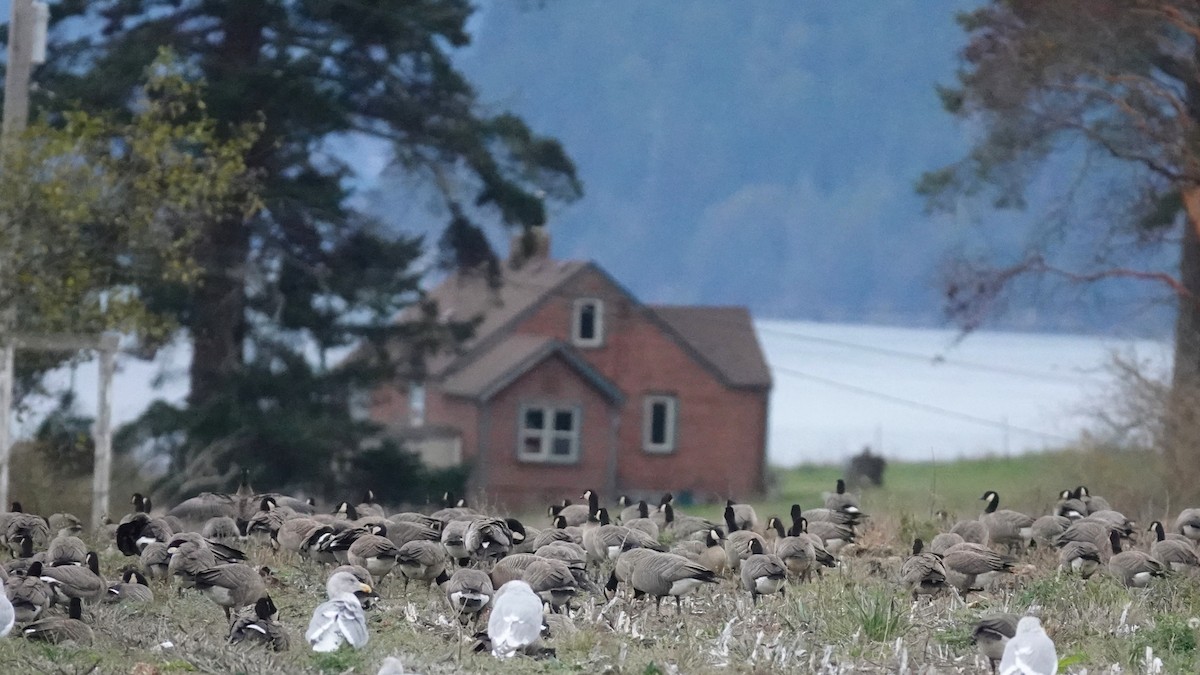 polargås - ML644680457