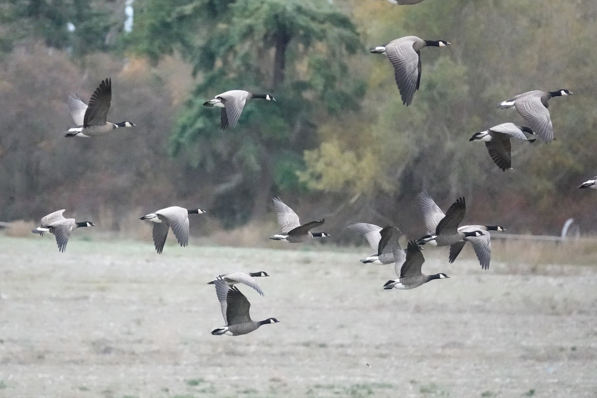 polargås - ML644680458