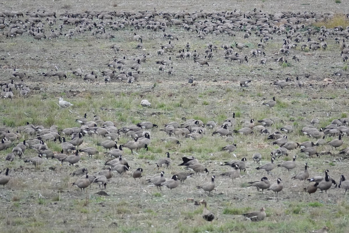 polargås - ML644680459