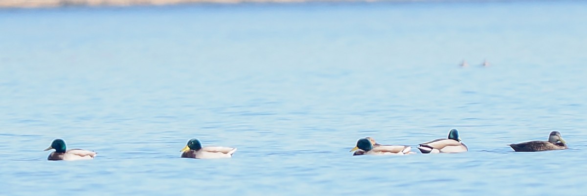 Mallard - ML644680460