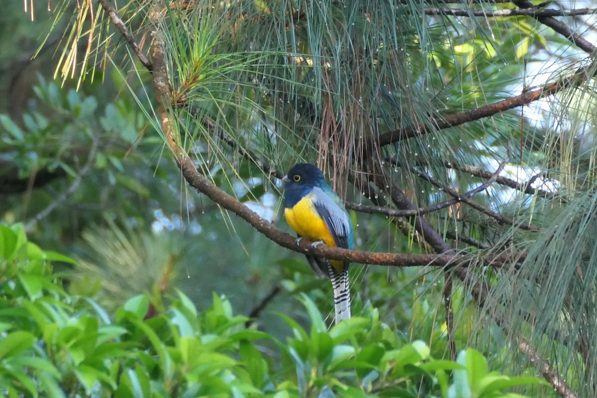 Gartered Violaceous Trogon - ML644680464