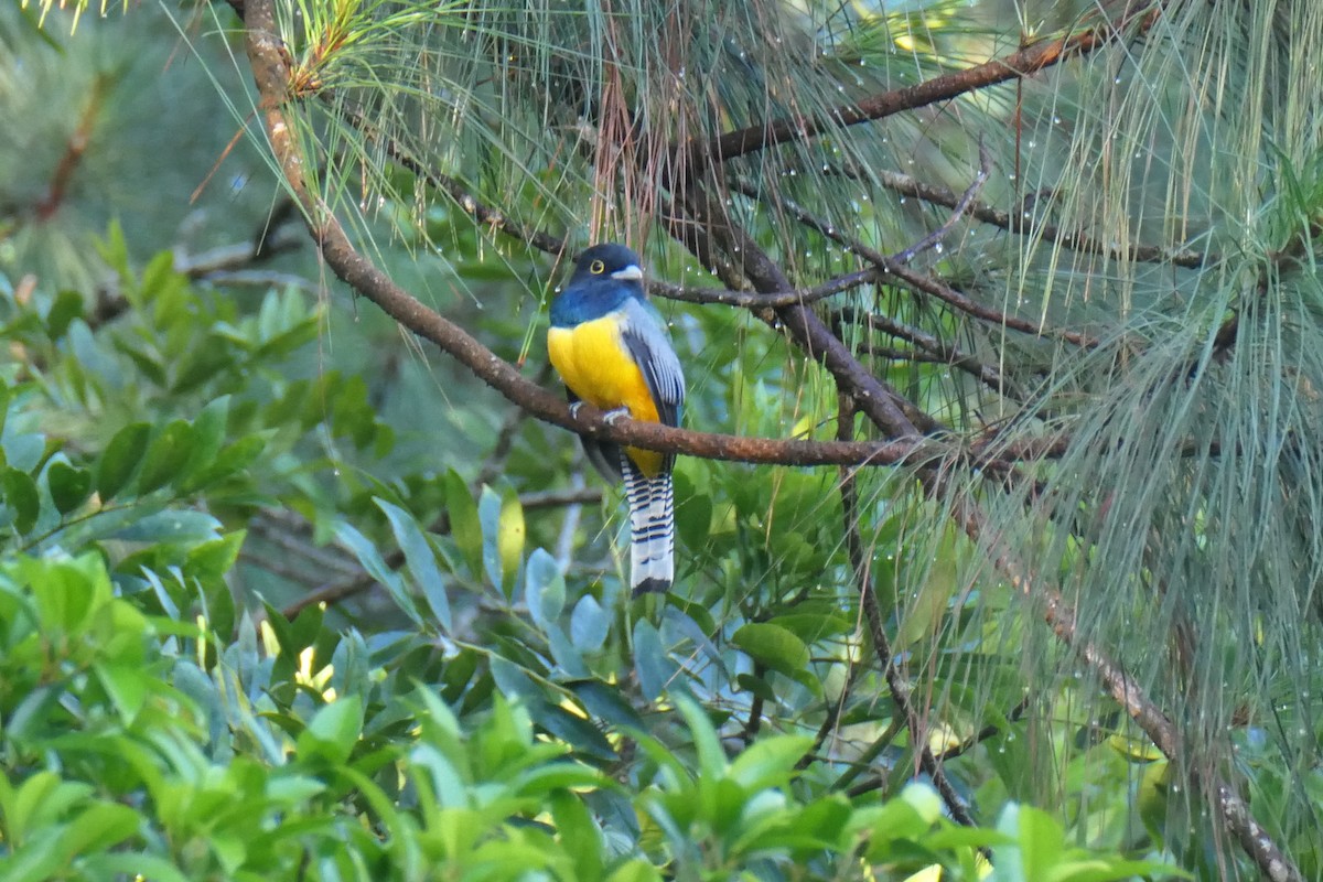 Gartered Violaceous Trogon - ML644680467