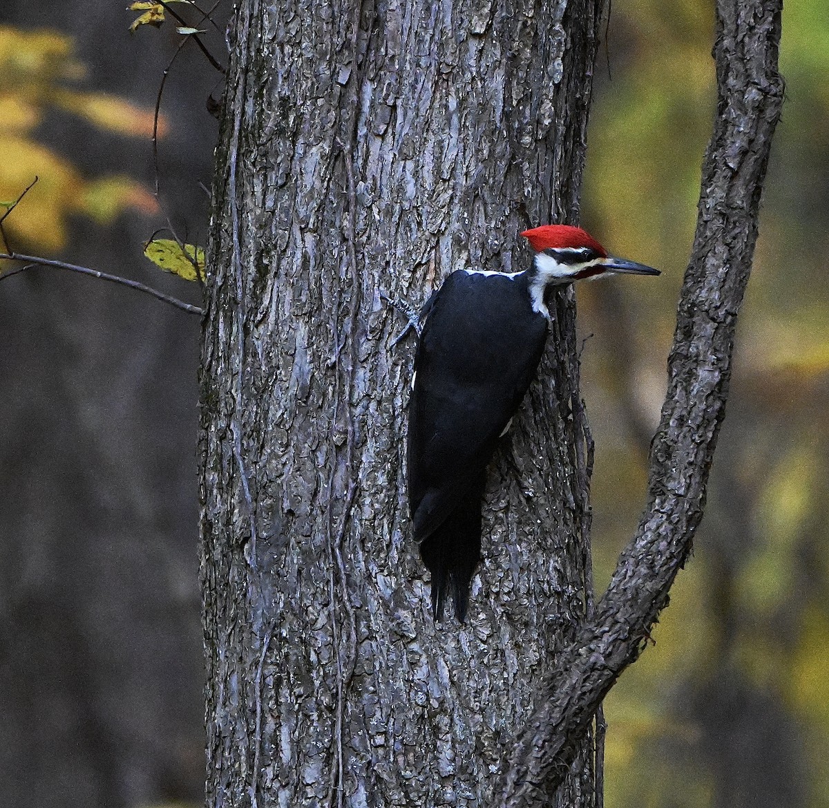 datel chocholatý - ML644680469