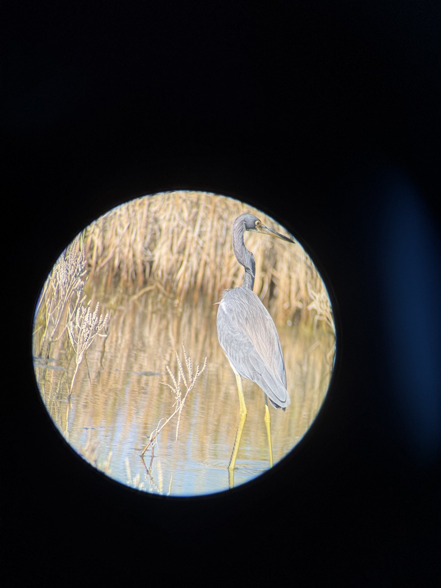 Tricolored Heron - ML644680470