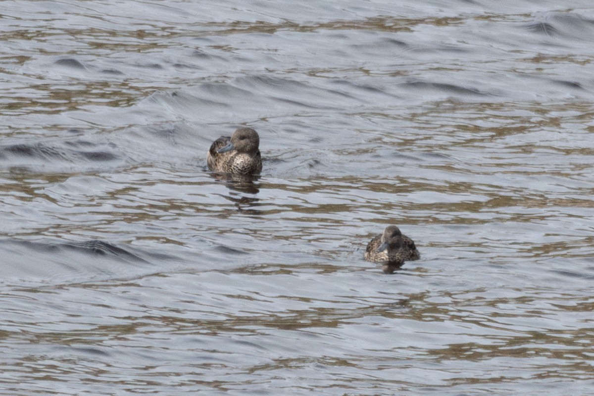 アンデスコガモ - ML644680471