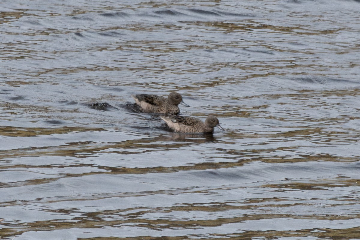 アンデスコガモ - ML644680472