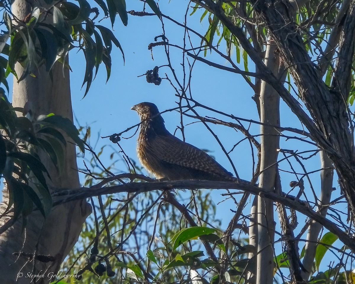 Коукал смугастохвостий - ML644680474