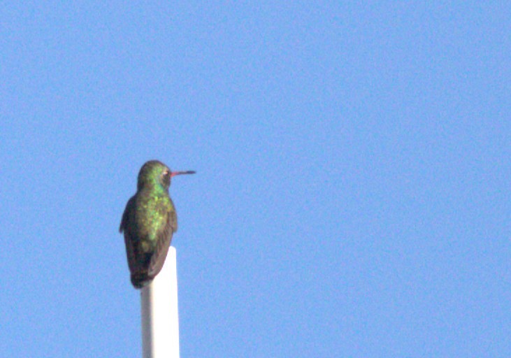 Broad-billed Hummingbird - ML644680475