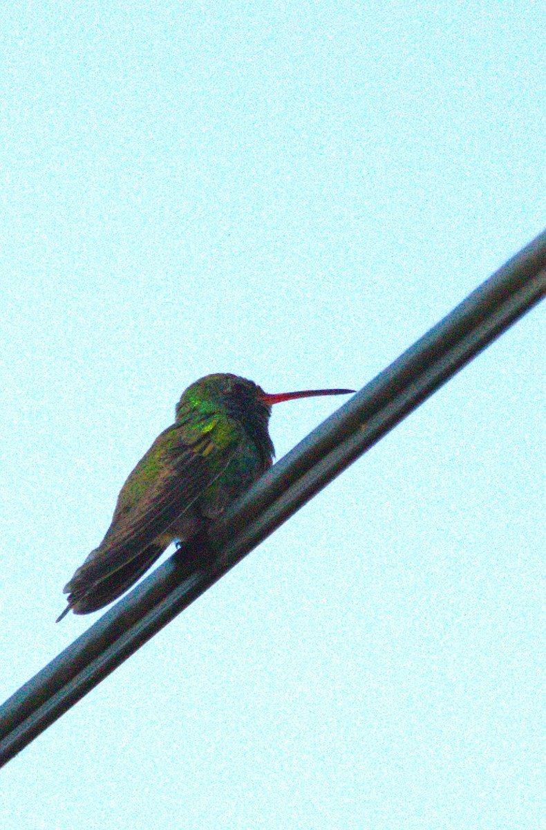 Broad-billed Hummingbird - ML644680476