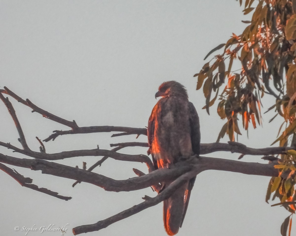 Шуліка-свистун - ML644680477