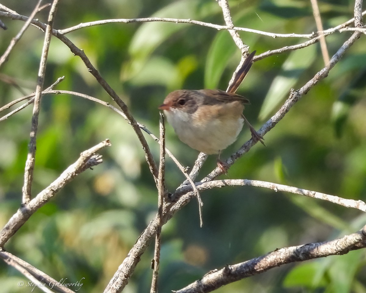 Малюр червоноспинний - ML644680478