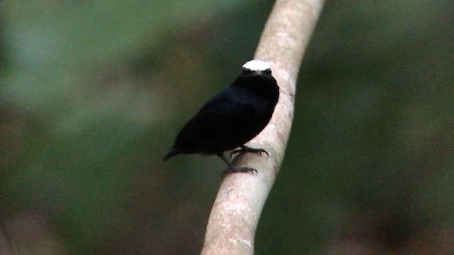 White-crowned Manakin - ML644680480